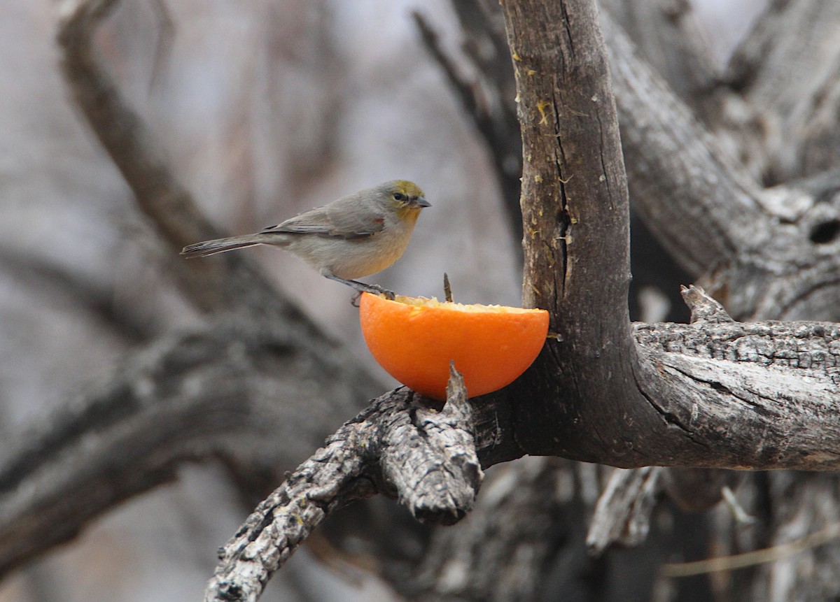 Verdin - ML646918549