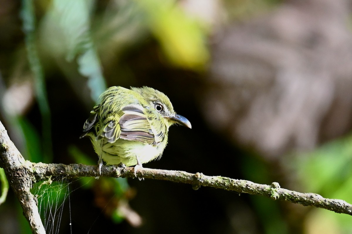Bec-en-arc de Lawrence - ML646918554