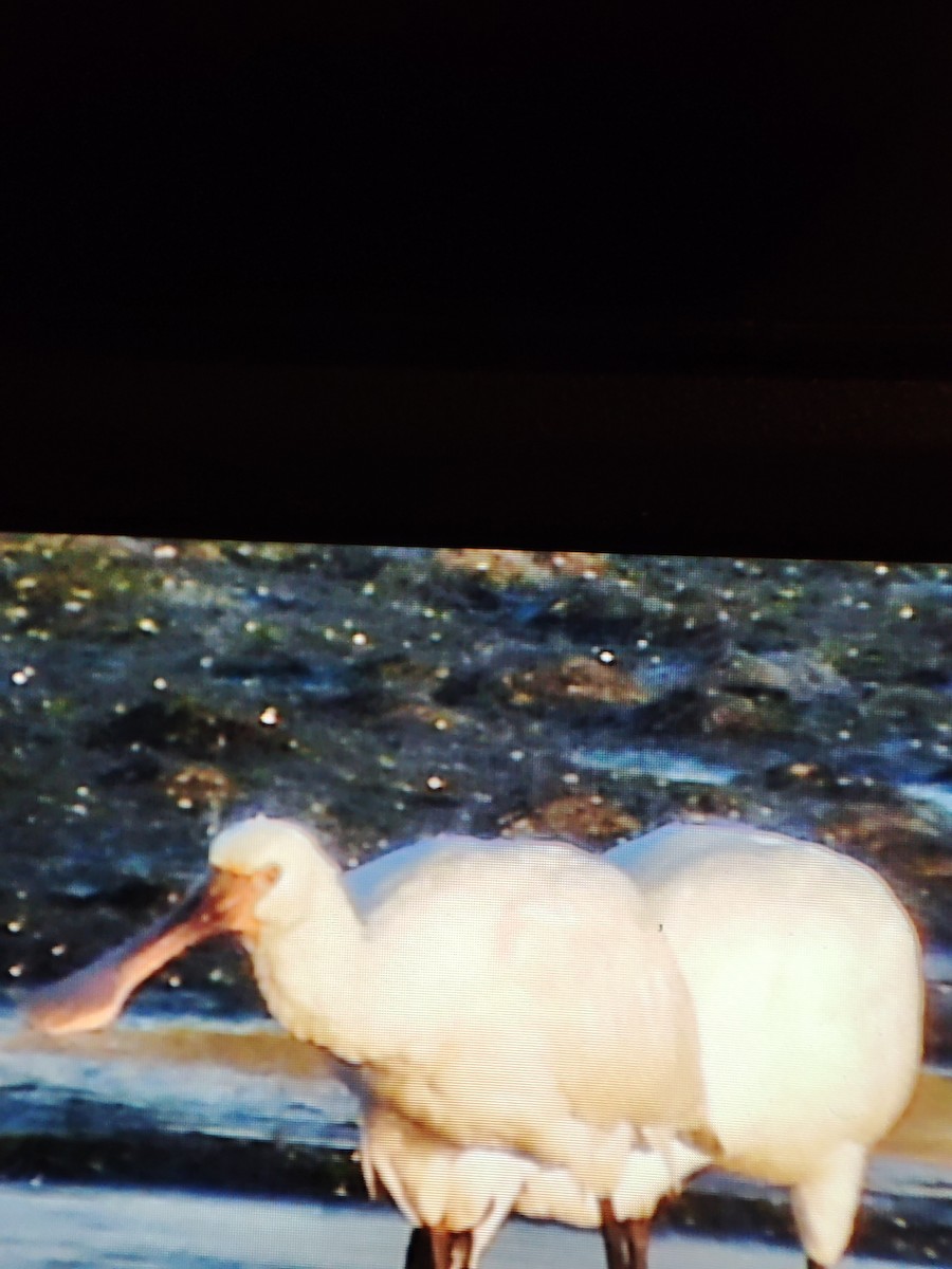 Spatola - ML646918557