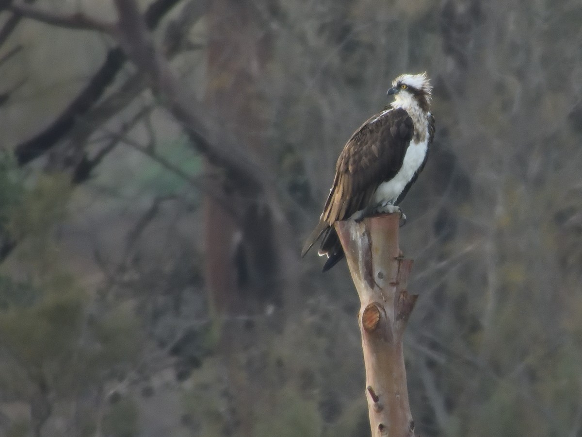 Osprey - ML646918560