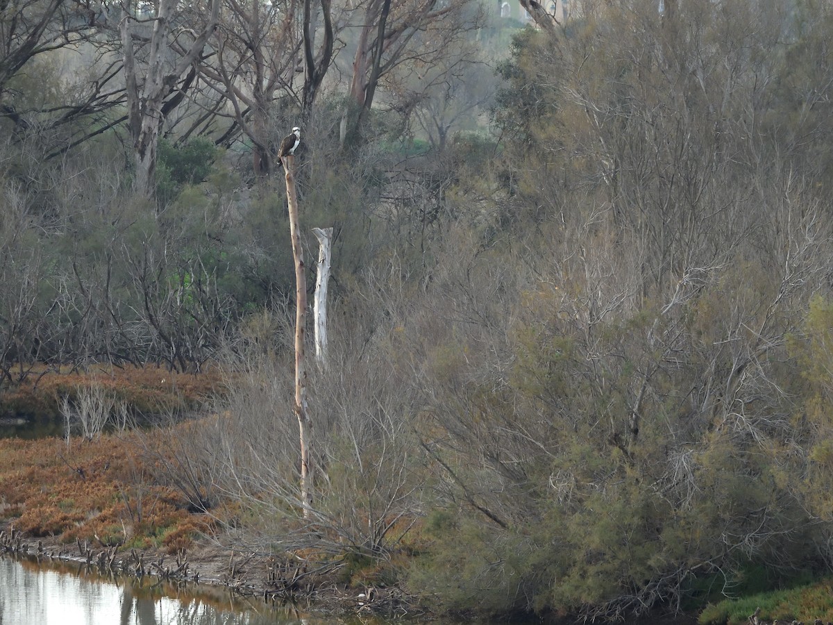 Osprey - ML646918562