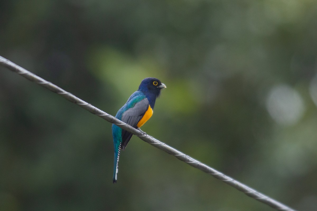 Gartered Violaceous Trogon - ML646918563