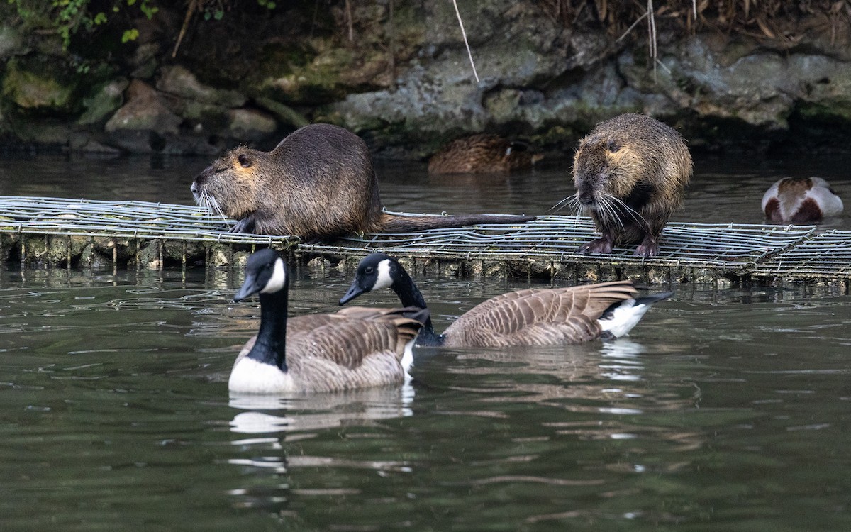 Animales - ML646918564