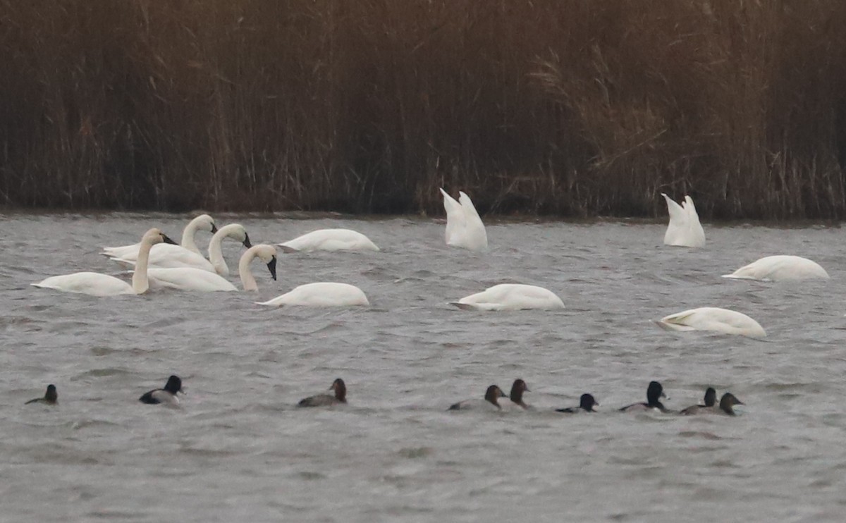 Canvasback - ML646918565