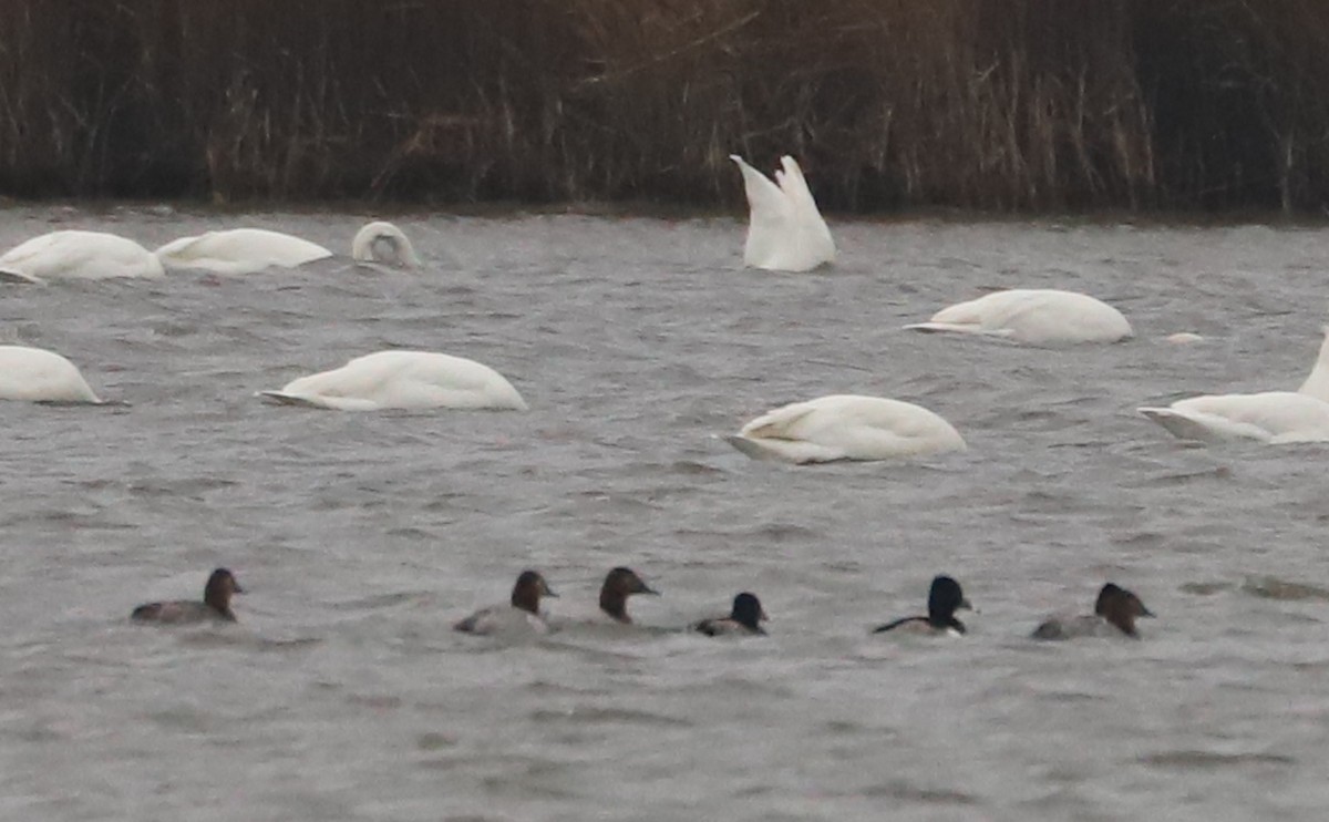 Canvasback - ML646918568