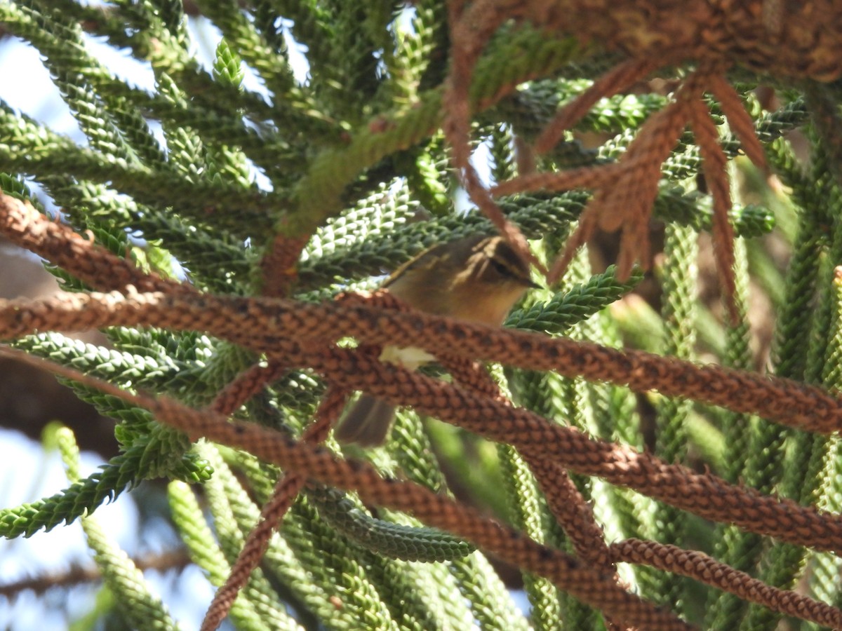 カナリーチフチャフ - ML646918569