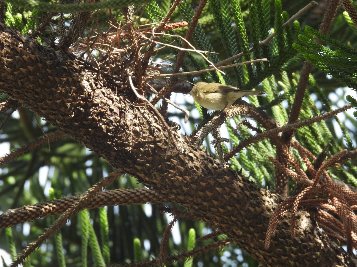 カナリーチフチャフ - ML646918570