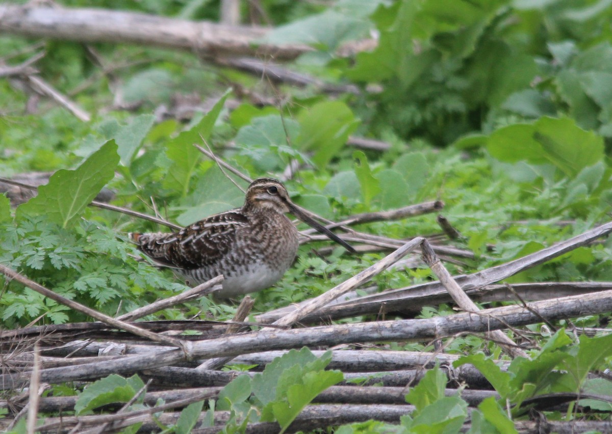 חרטומית אמריקנית - ML646918573