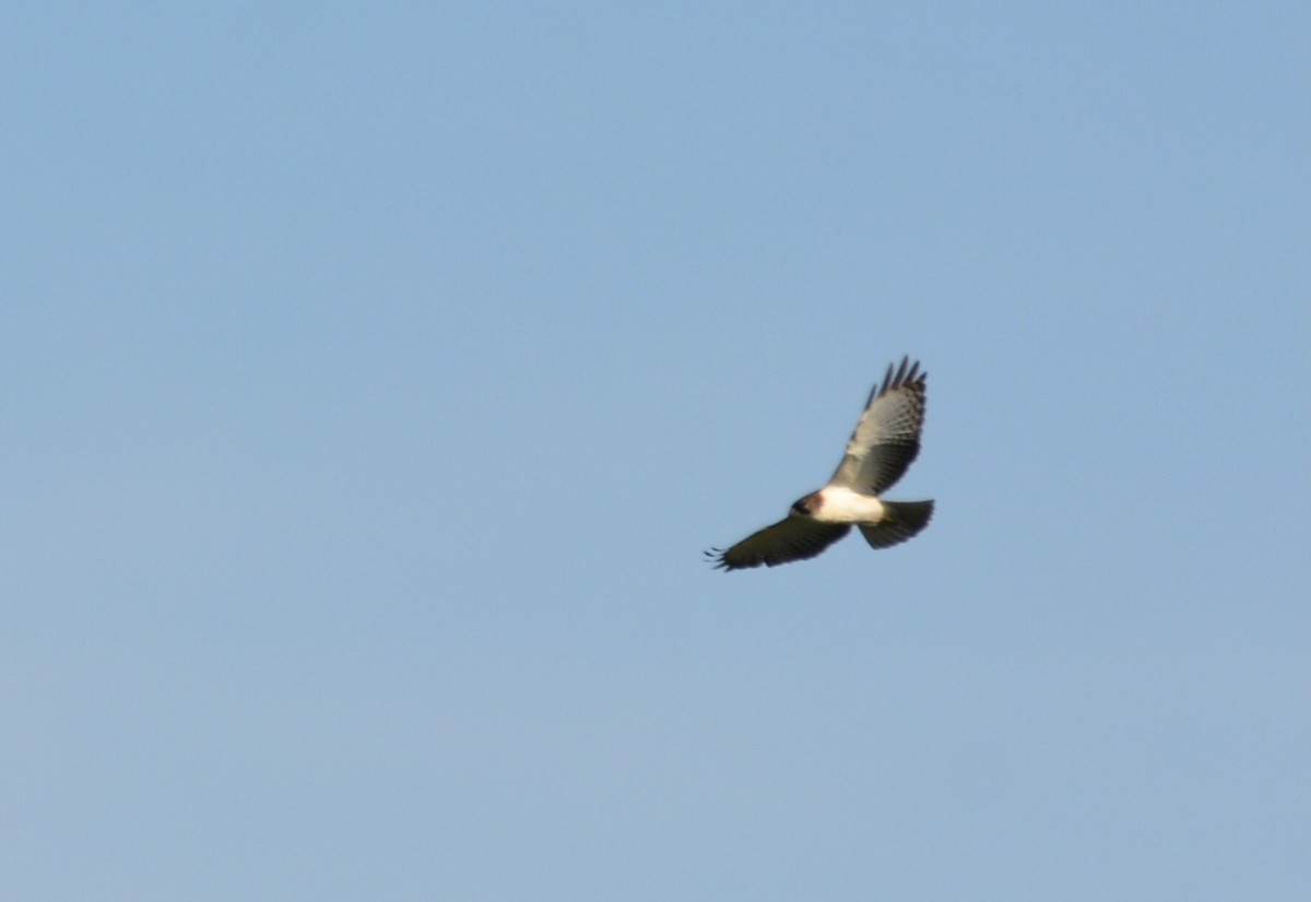 Short-tailed Hawk - ML646918578