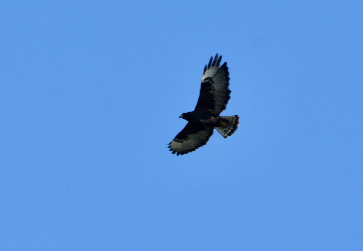 Short-tailed Hawk - ML646918579
