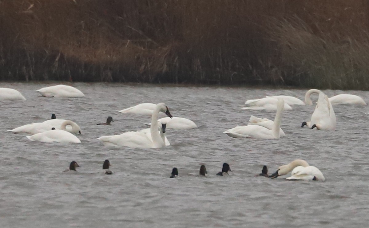 Canvasback - ML646918581