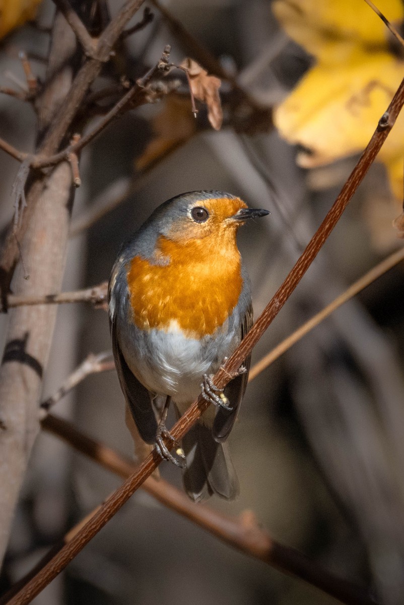 European Robin - ML646918588