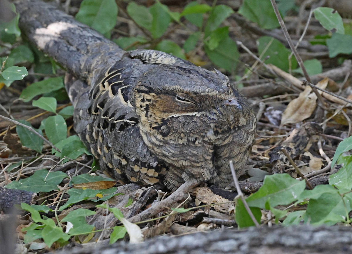 Common Pauraque - ML646918593