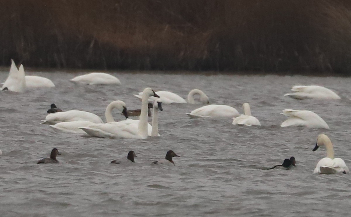 Canvasback - ML646918594