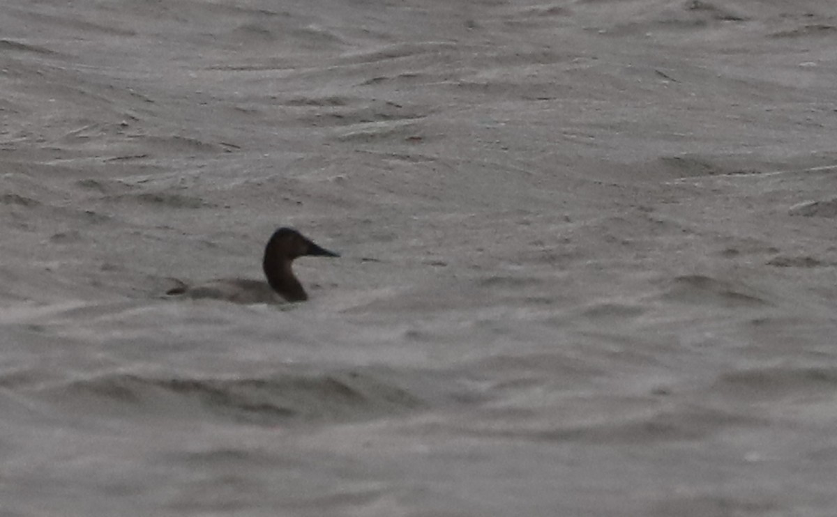 Canvasback - ML646918600