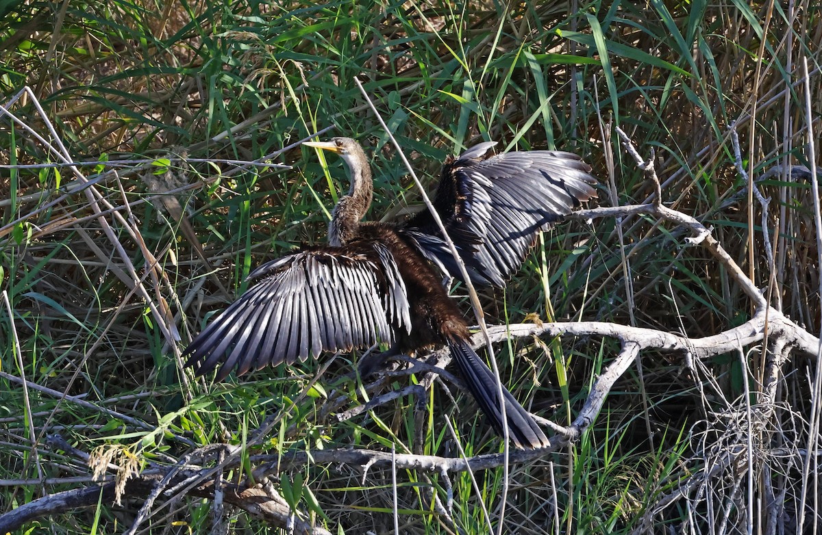 Anhinga - ML646918602