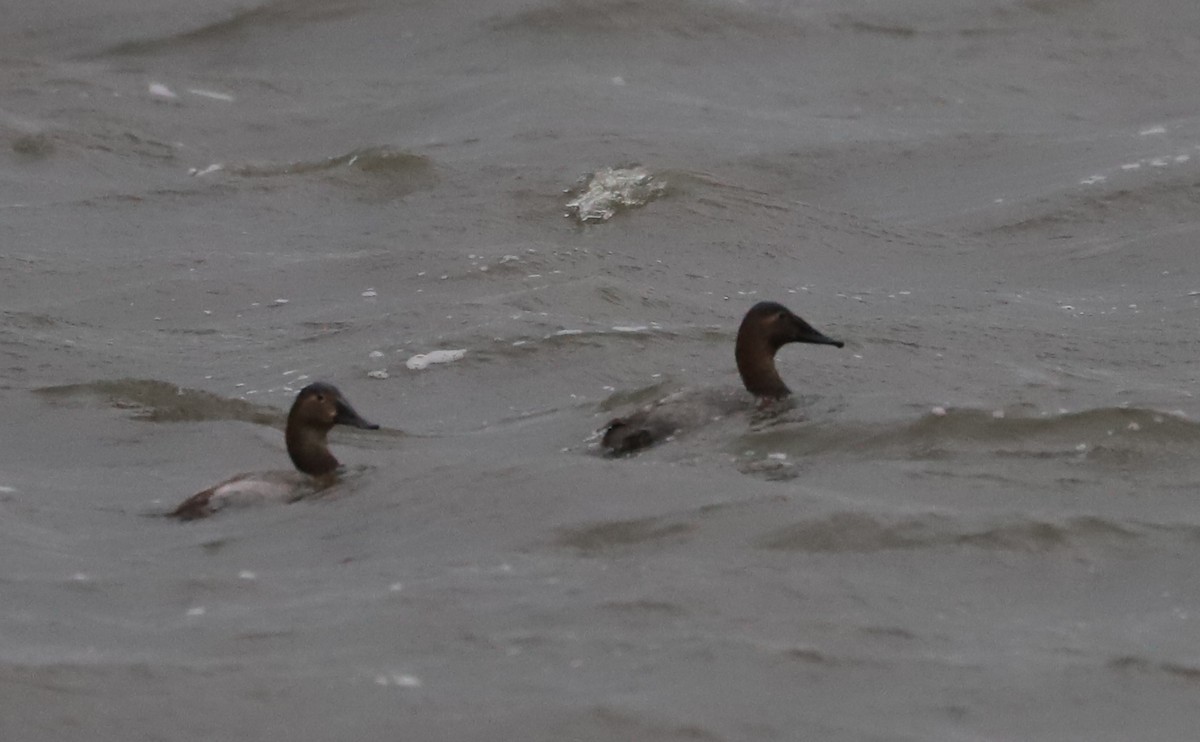 Canvasback - ML646918604