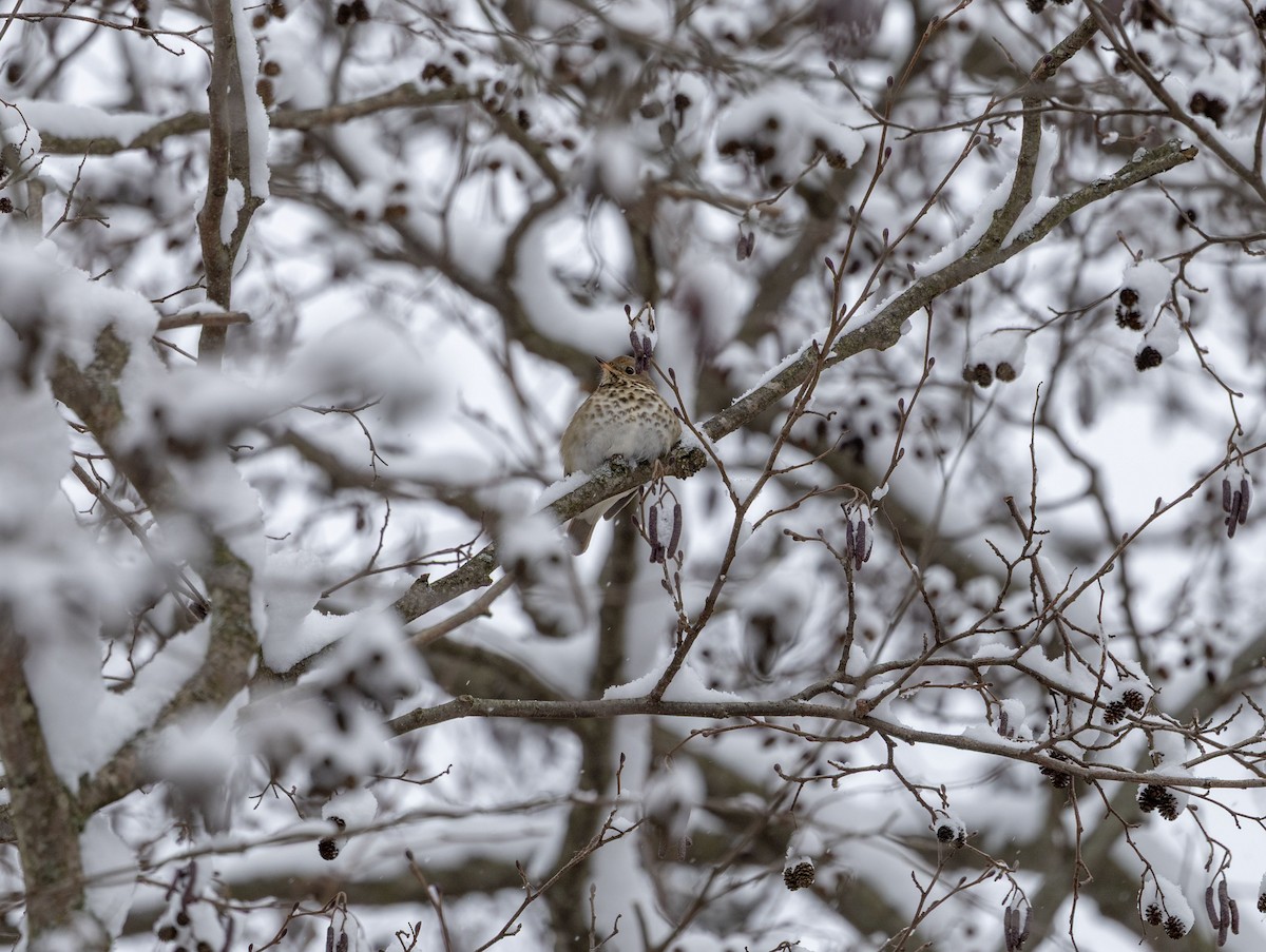 קיכלי חלוד-זנב - ML646918605
