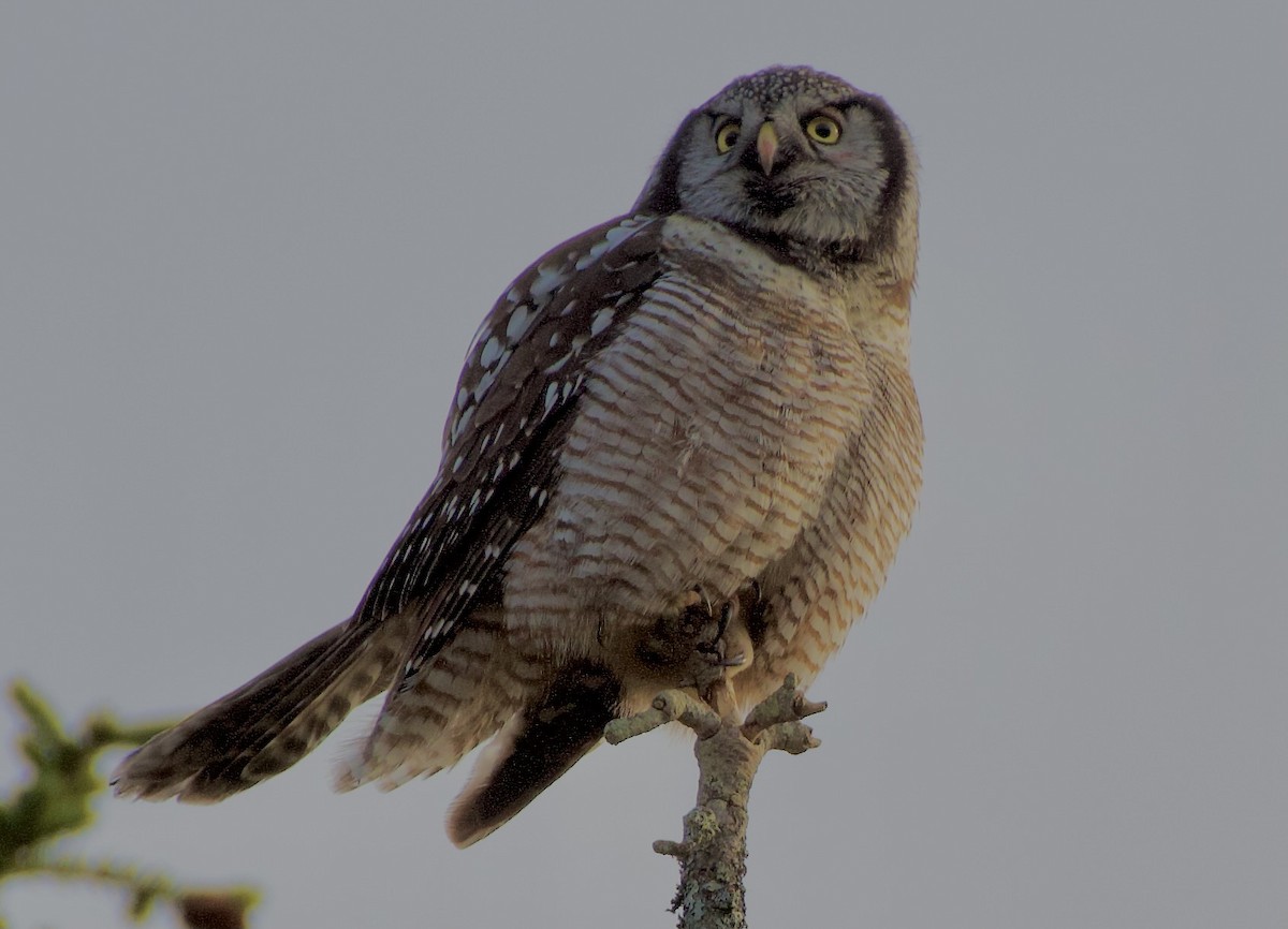 Hontz gabiraia - ML646918606