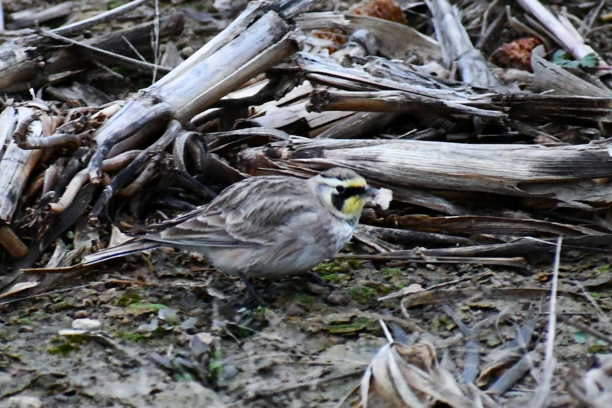 Horned Lark - ML646918607