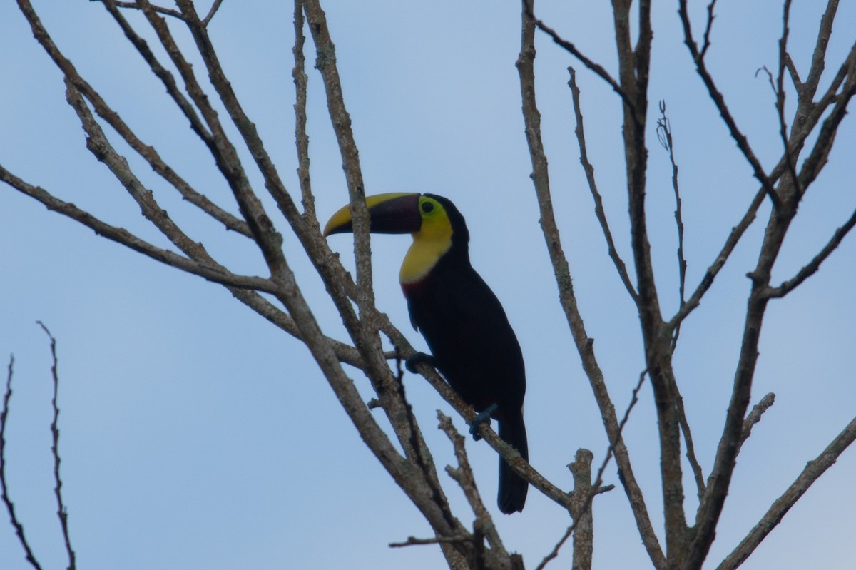 Тукан жовтошиїй - ML646918611