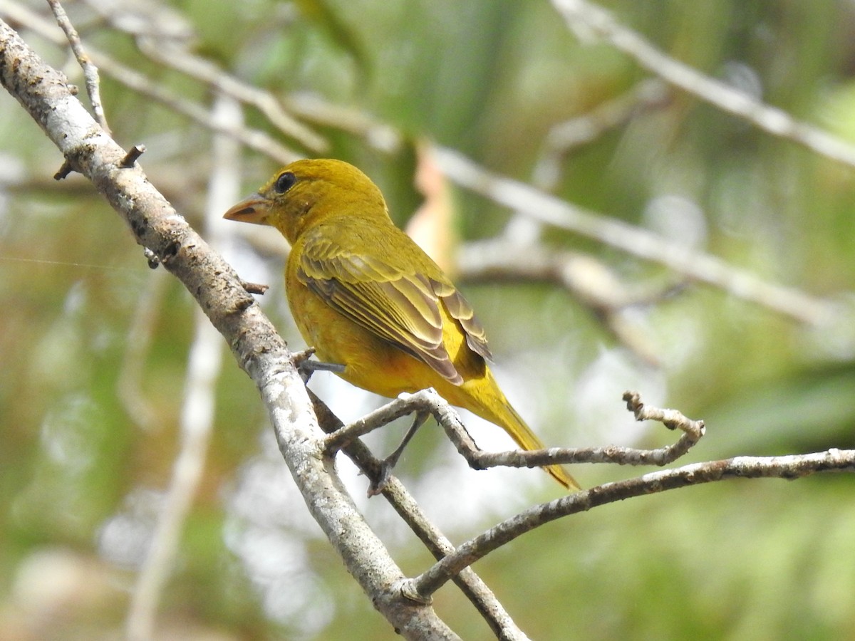 Summer Tanager - ML646918612