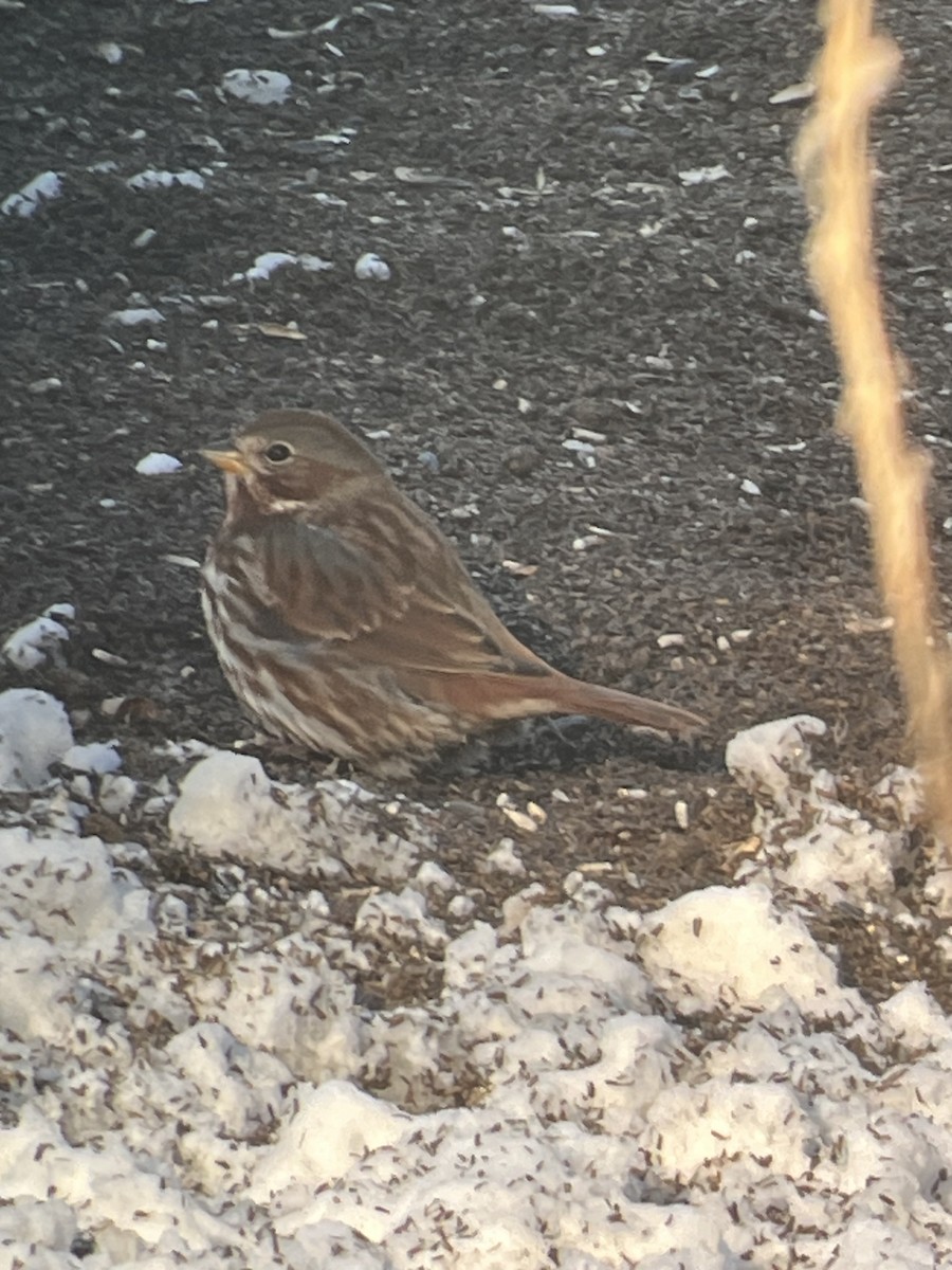 Fox Sparrow - ML646918616