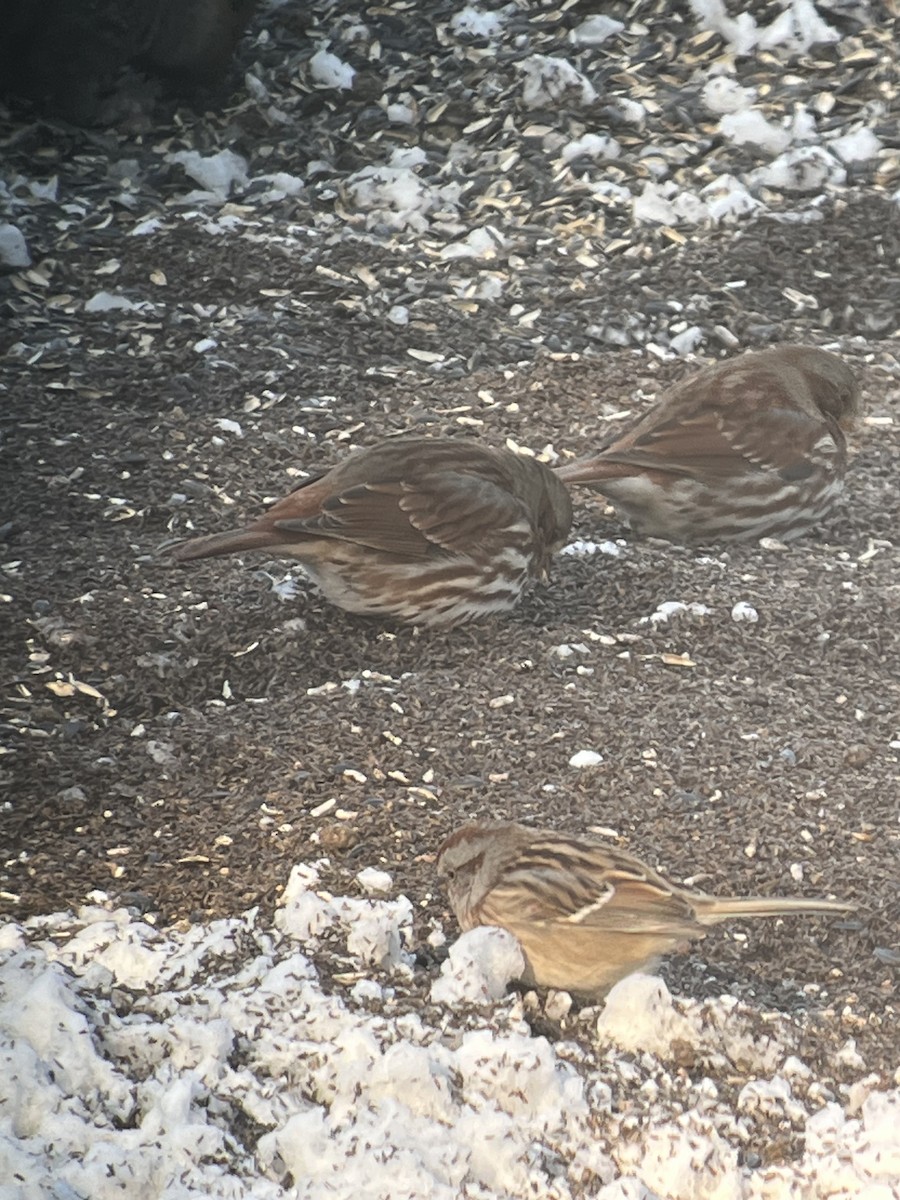 Fox Sparrow - ML646918617