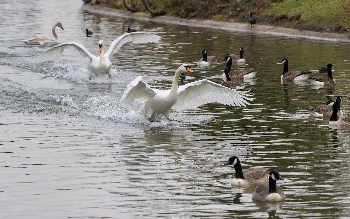 Cisne Vulgar - ML646918618