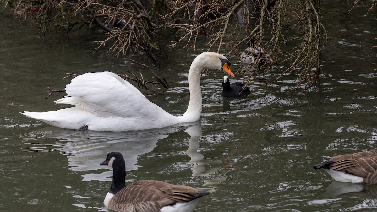 Cisne Vulgar - ML646918619