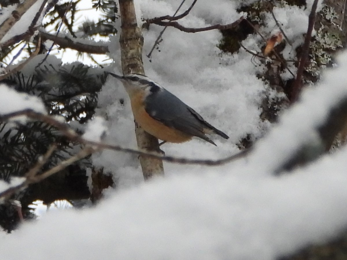 Trepador Canadiense - ML646918620