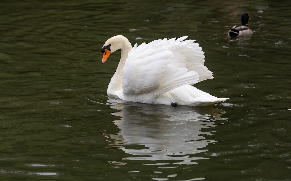 Cisne Vulgar - ML646918621