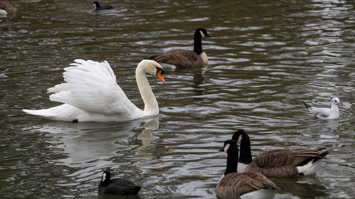 Cisne Vulgar - ML646918622