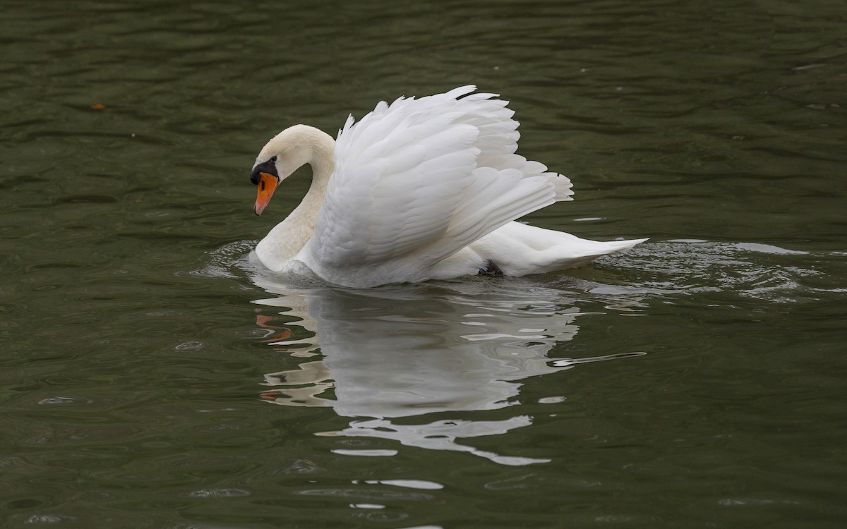 Cisne Vulgar - ML646918623