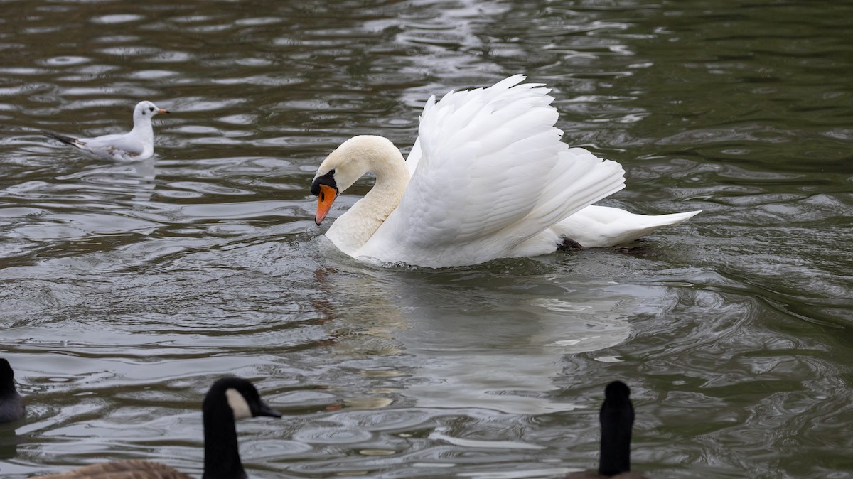 Cisne Vulgar - ML646918624