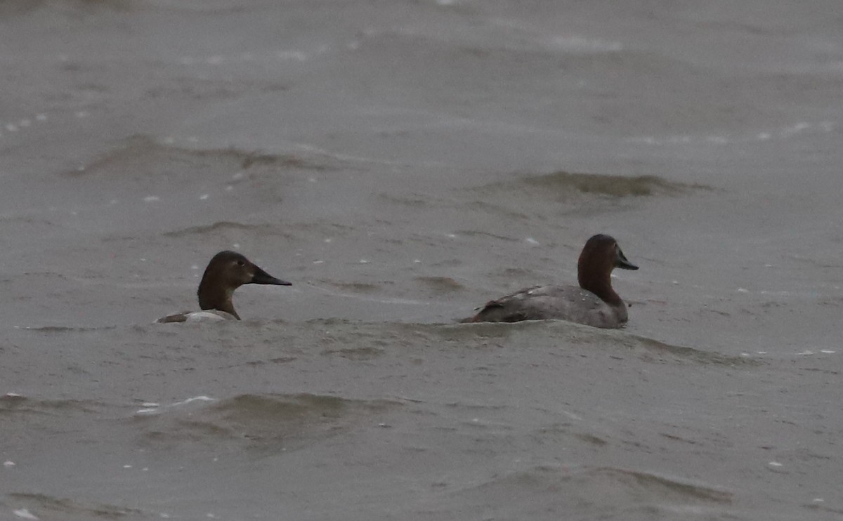 Canvasback - ML646918627