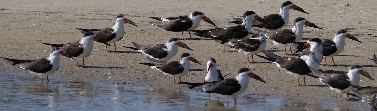 Black Skimmer - ML646918629