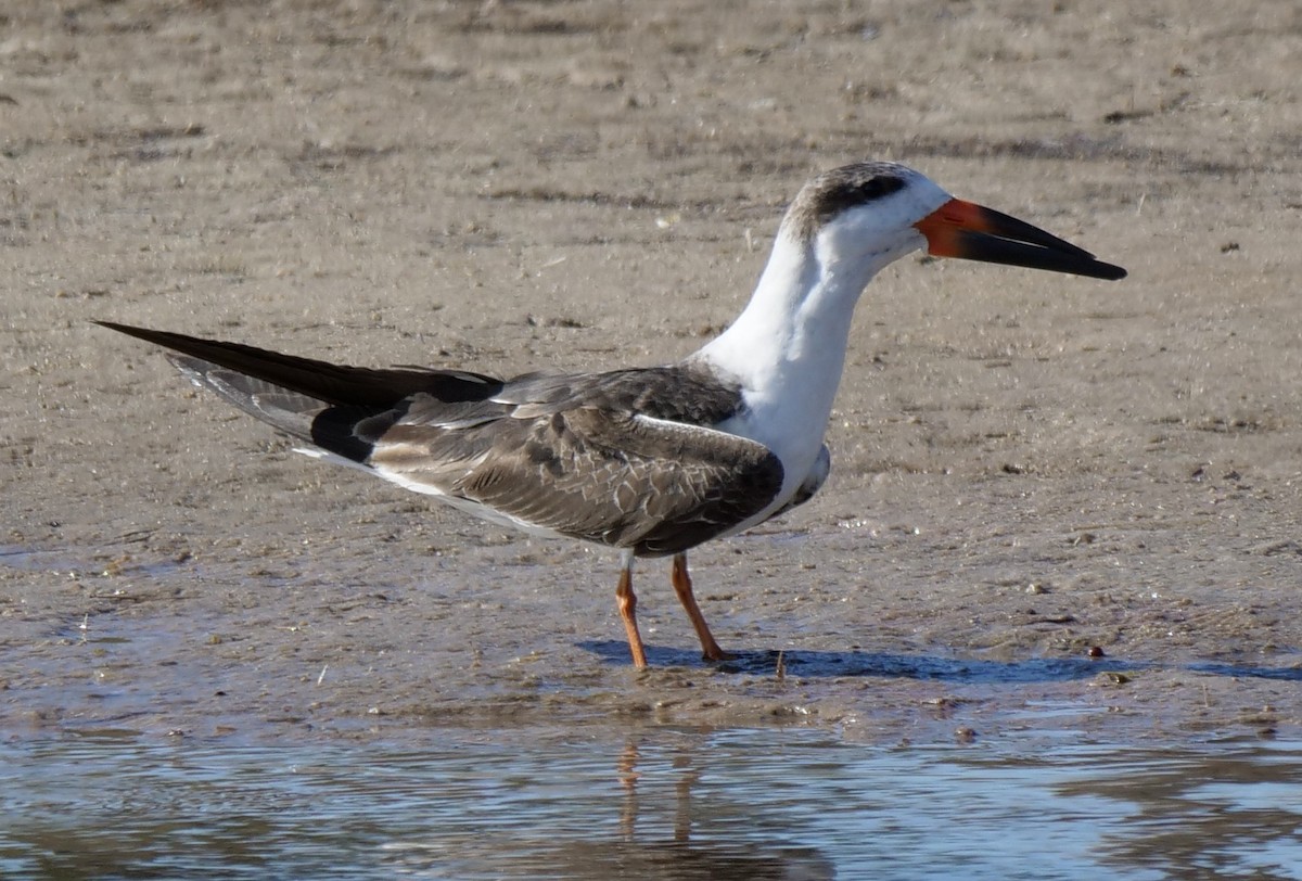 Black Skimmer - ML646918630