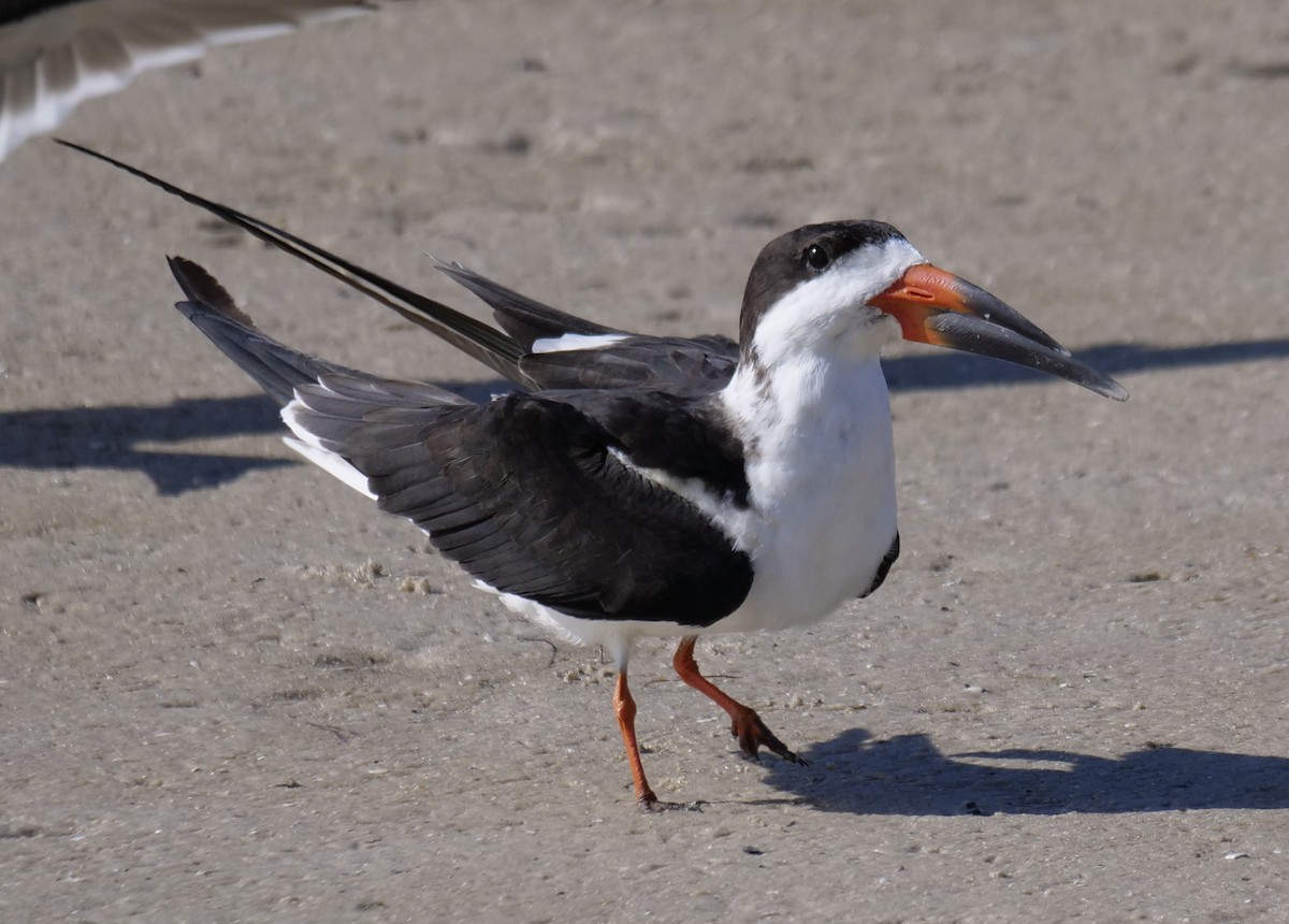 Black Skimmer - ML646918631