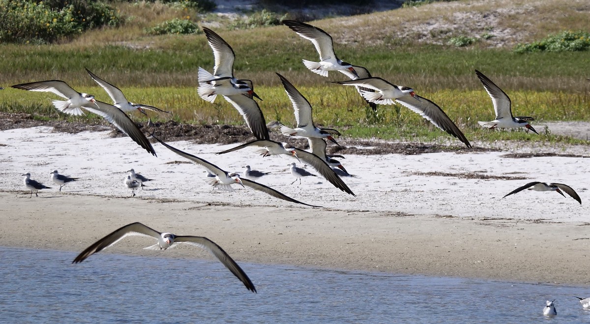 Black Skimmer - ML646918632