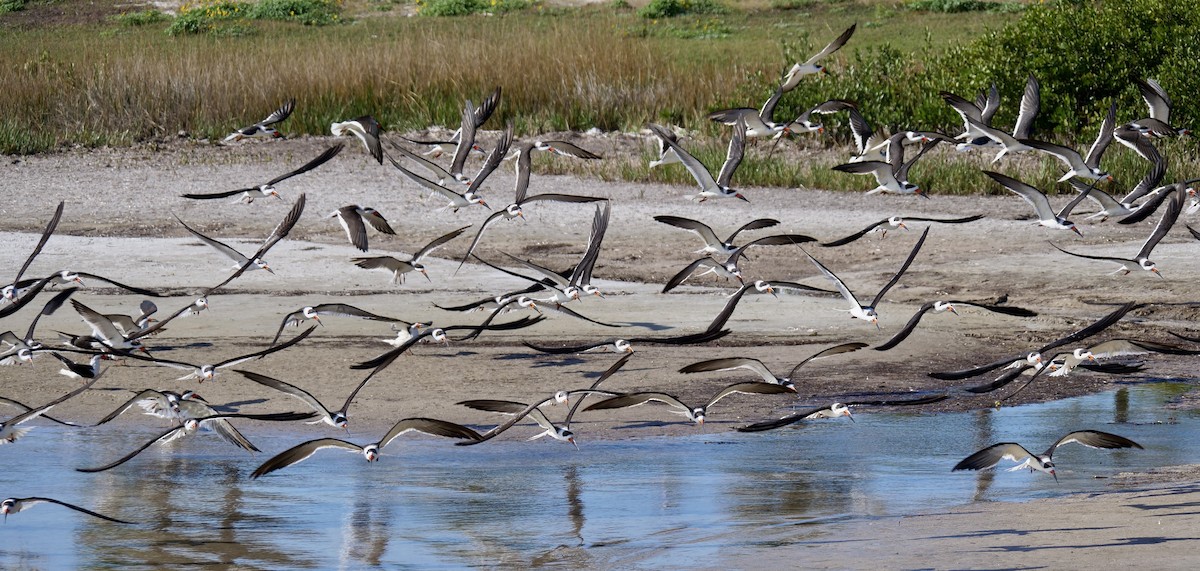 Black Skimmer - ML646918633