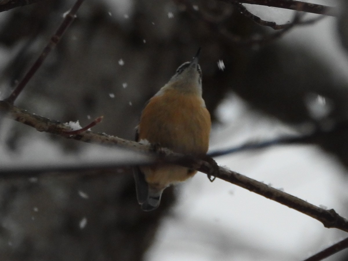 Trepador Canadiense - ML646918635