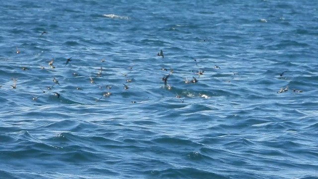 黃蹼洋海燕 - ML646918639