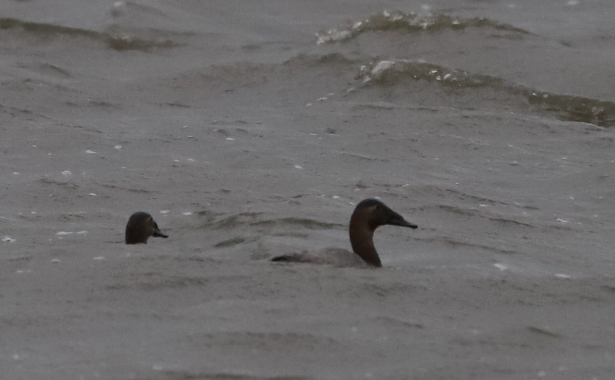 Canvasback - ML646918640