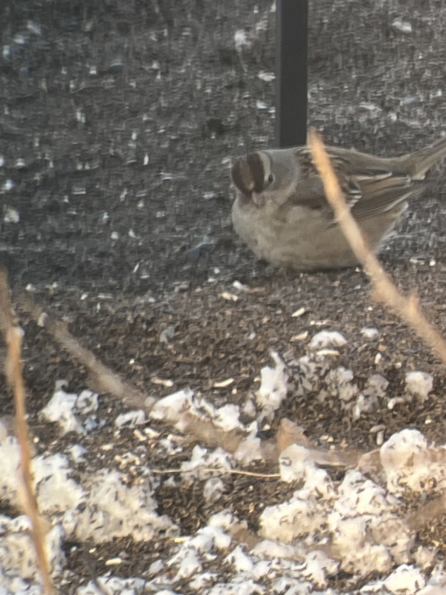 White-crowned Sparrow - ML646918643