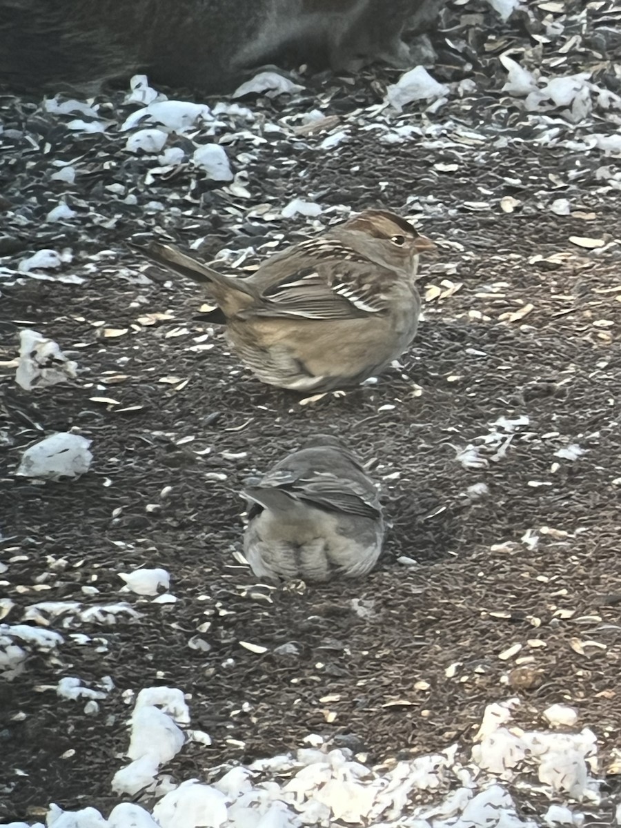 White-crowned Sparrow - ML646918644