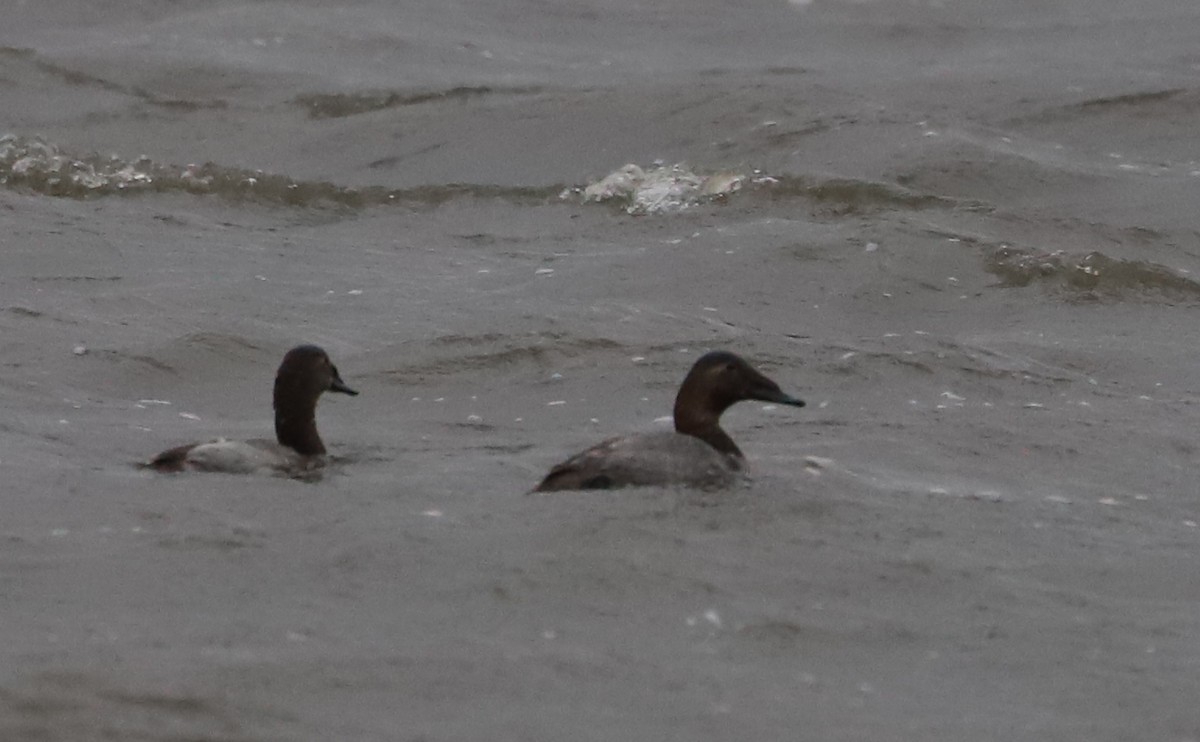 Canvasback - ML646918645