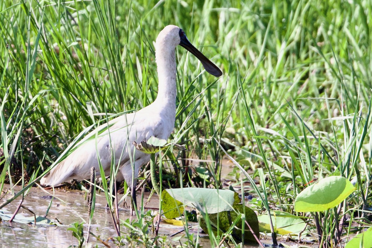 Косар королівський - ML646918646