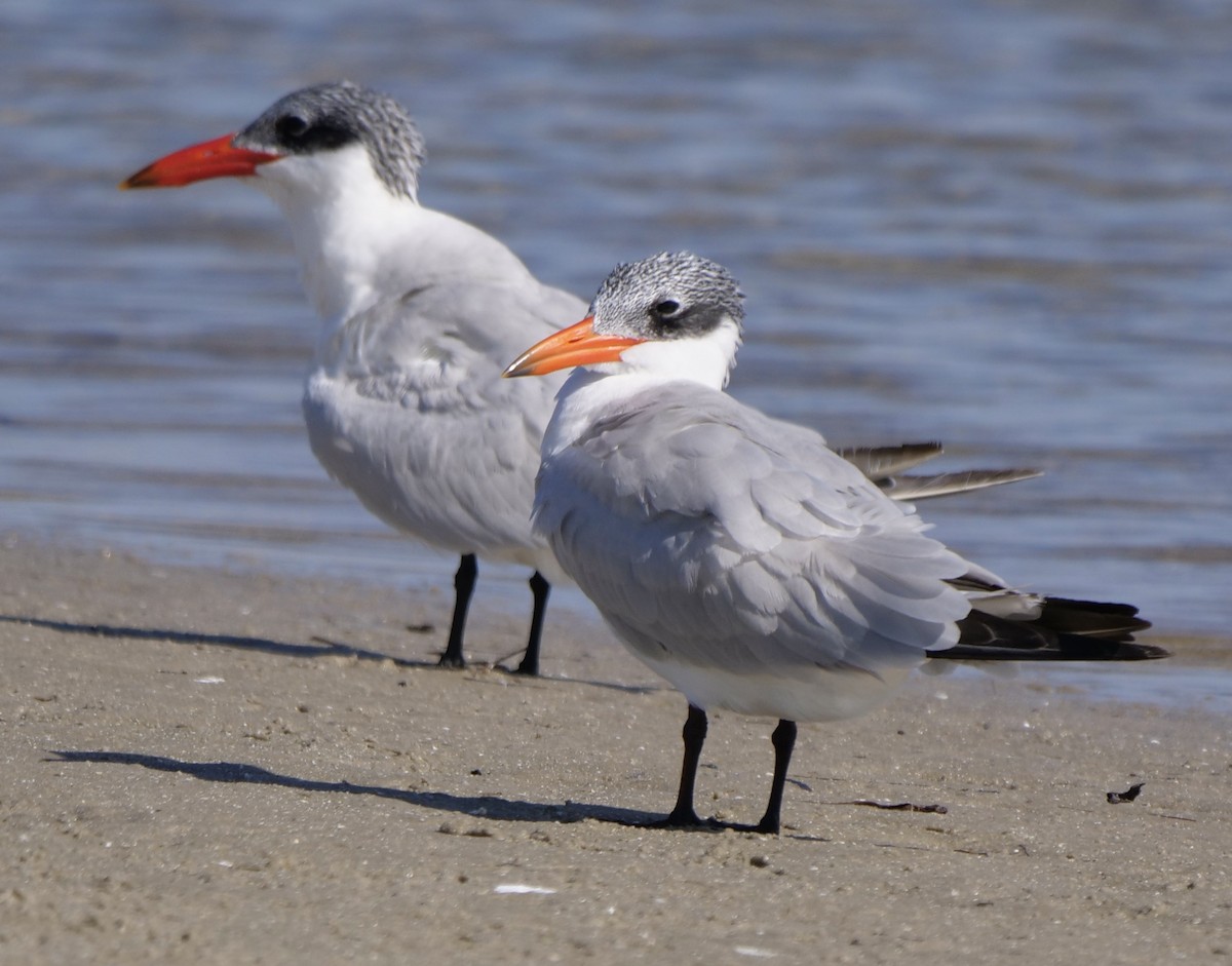 Caspian Tern - ML646918652