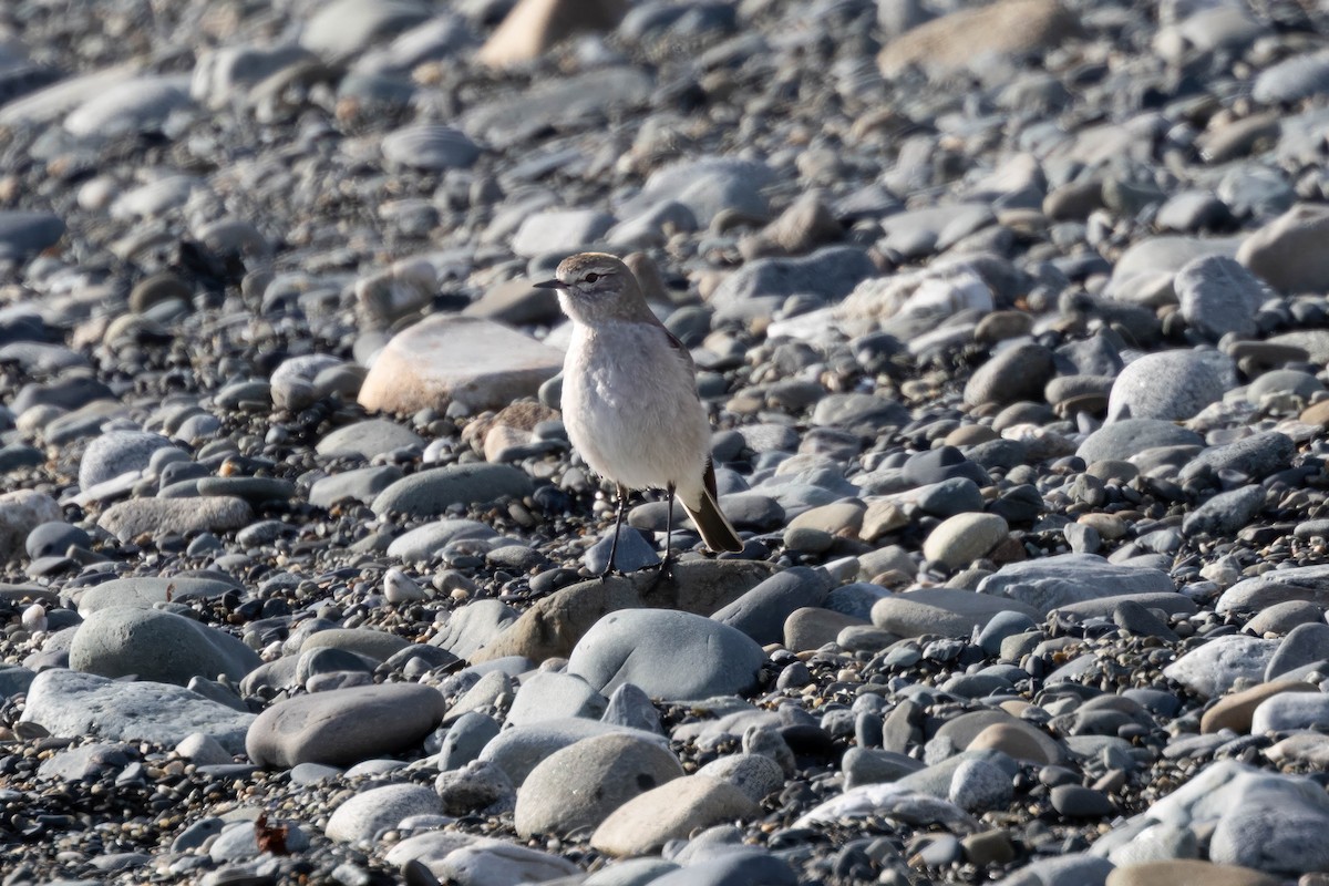 gulkronemarktyrann - ML646918653